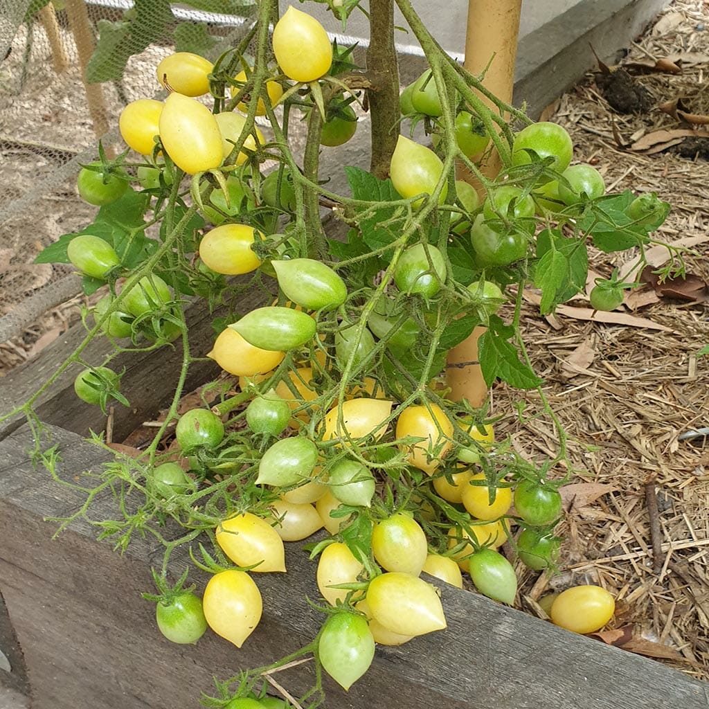 TOMATO - Barry's Crazy Cherry  - Lycopersicon esculentum