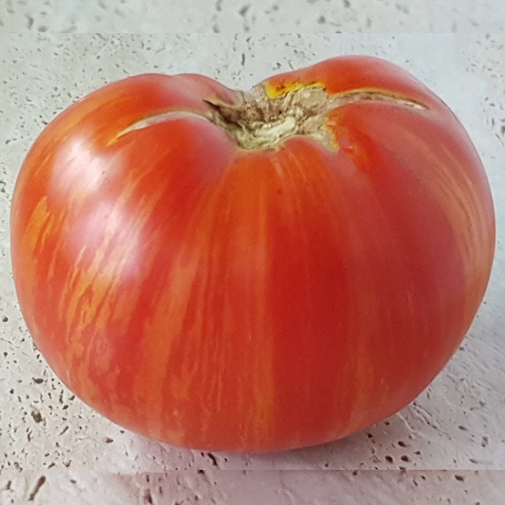 DWARF TOMATO - Beauty King - Lycopersicon esculentum