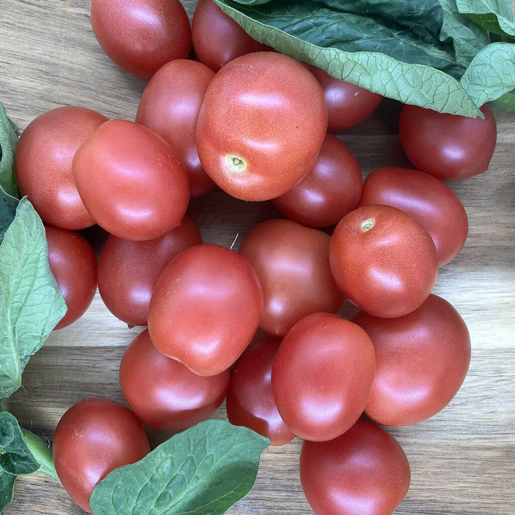 DWARF TOMATO - Bendigo Blush - Lycopersicon esculentum