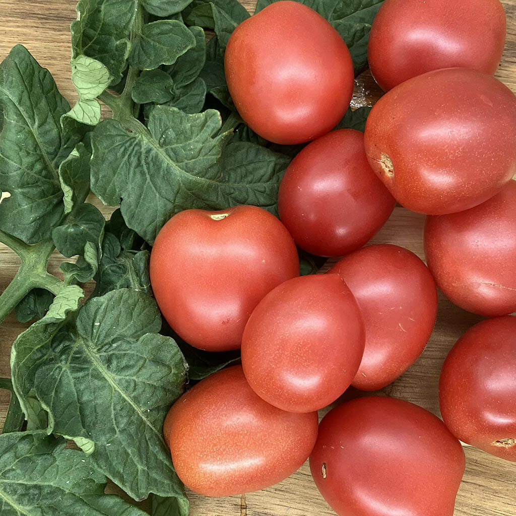 DWARF TOMATO - Bendigo Dawn - Lycopersicon esculentum