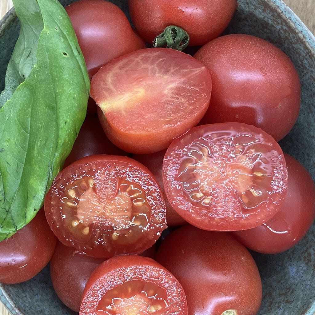 DWARF TOMATO - Bendigo Drop - Lycopersicon esculentum