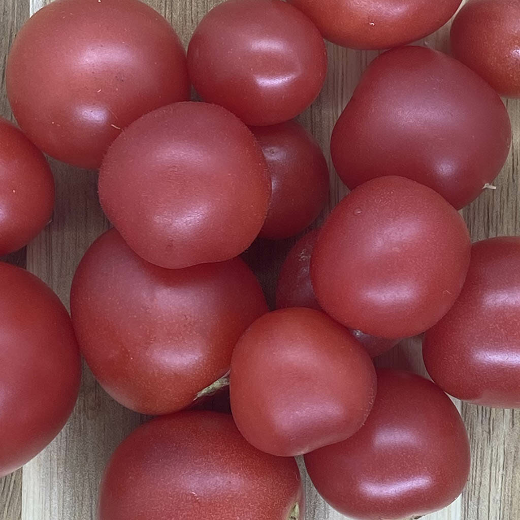 DWARF TOMATO - Bendigo Rose - Lycopersicon esculentum