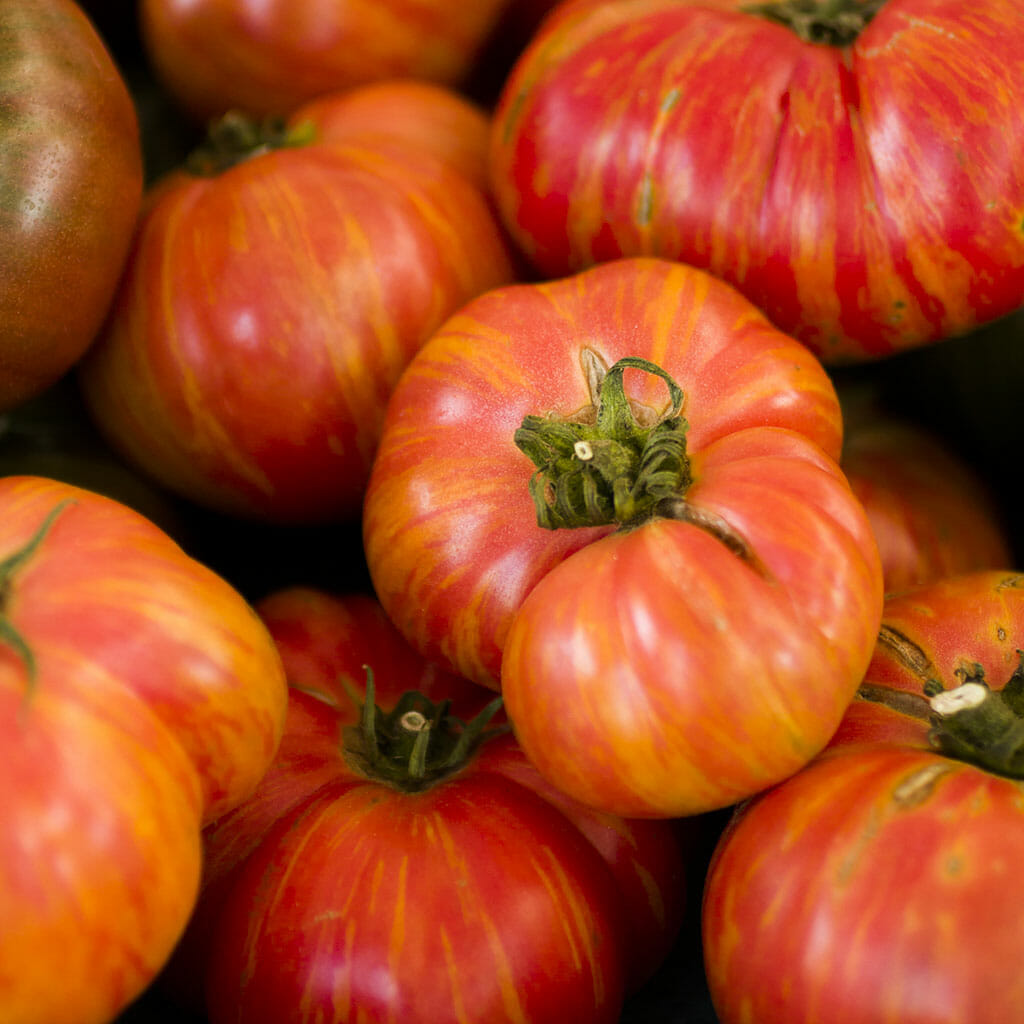 TOMATO - Big Rainbow - Lycopersicon esculentum