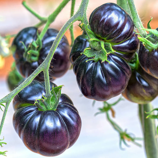 TOMATO - Black Beauty  - Lycopersicon esculentum