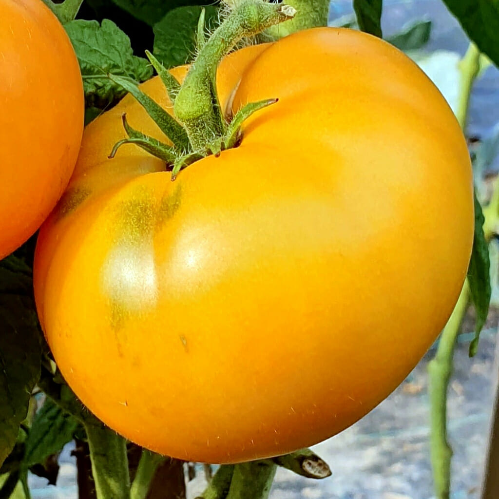 DWARF TOMATO - Blazing Beauty - Lycopersicon esculentum