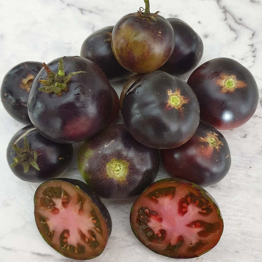 TOMATO - Blue Ambrosia  - Lycopersicon esculentum