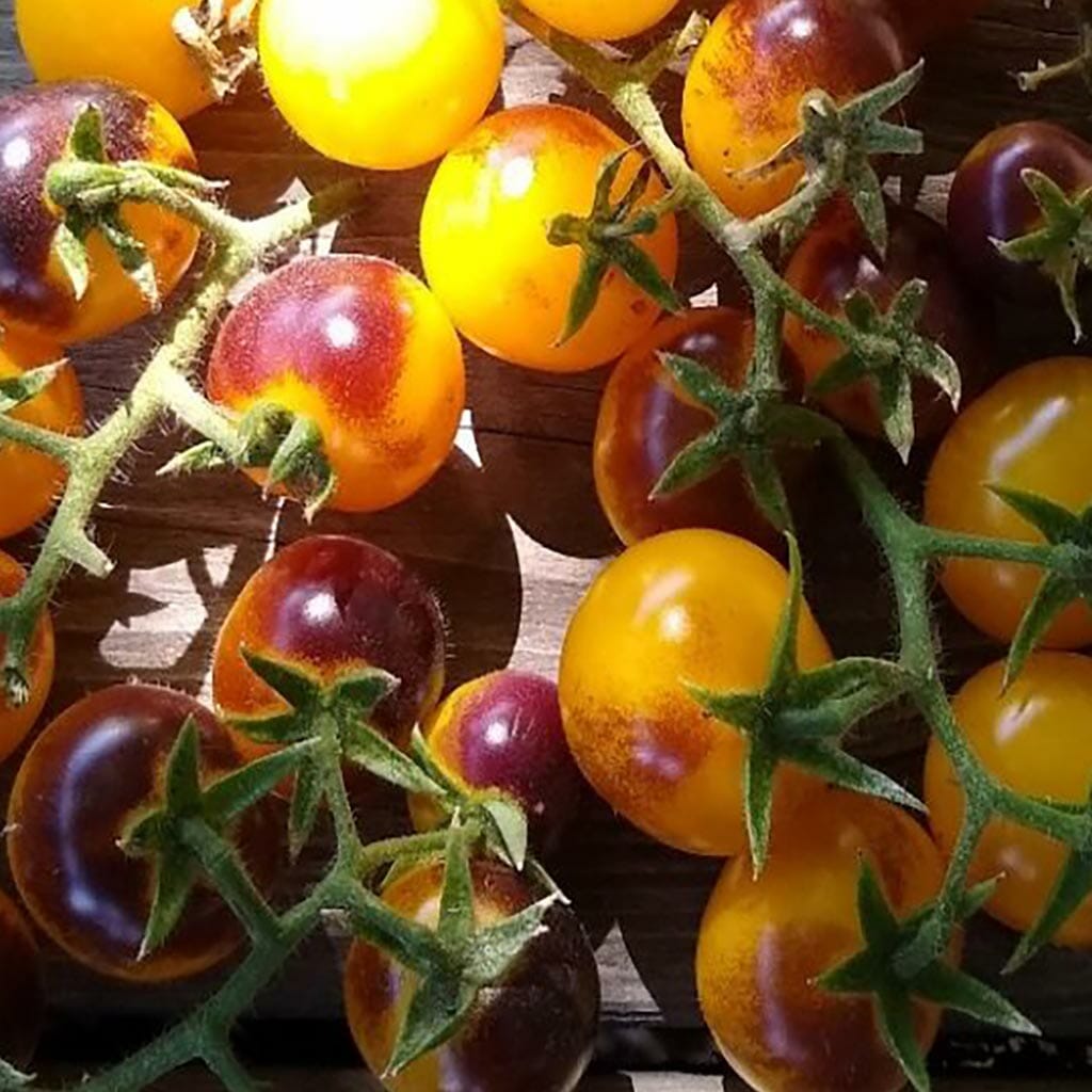 TOMATO - Blue Gold Berries - Lycopersicon esculentum