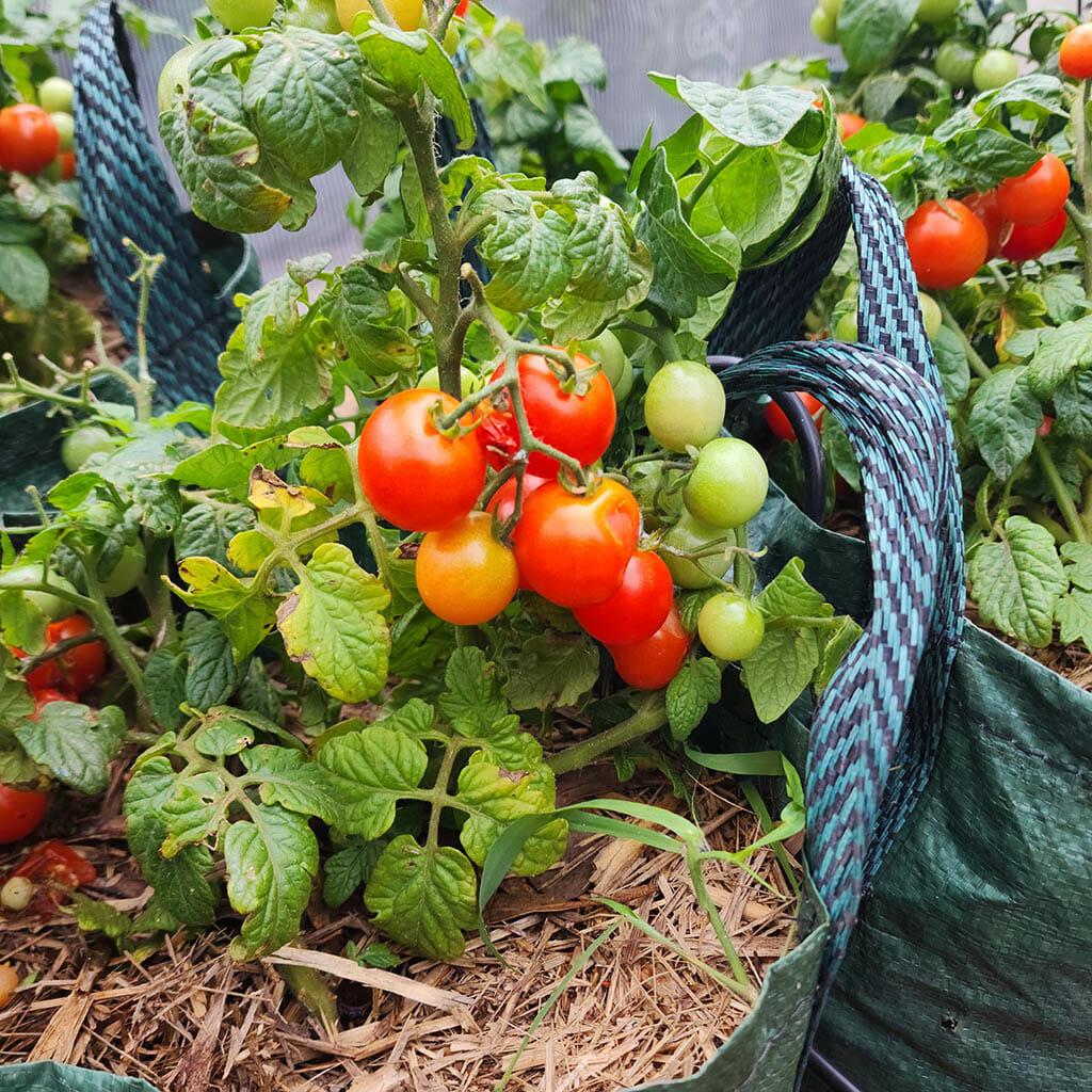 MICRO TOMATO - Bonsai - Lycopersicon esculentum