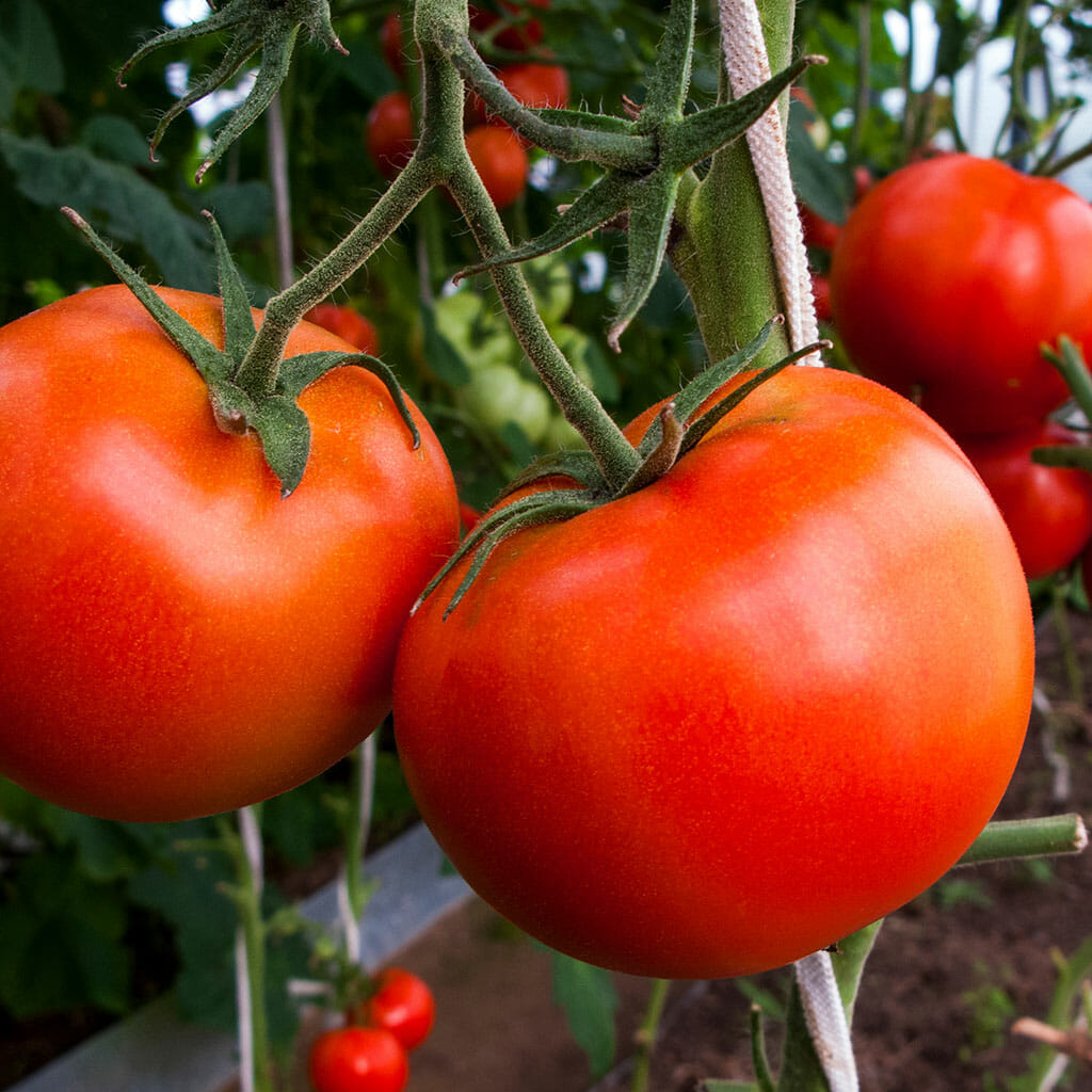 TOMATO - Break O'Day - Lycopersicon esculentum