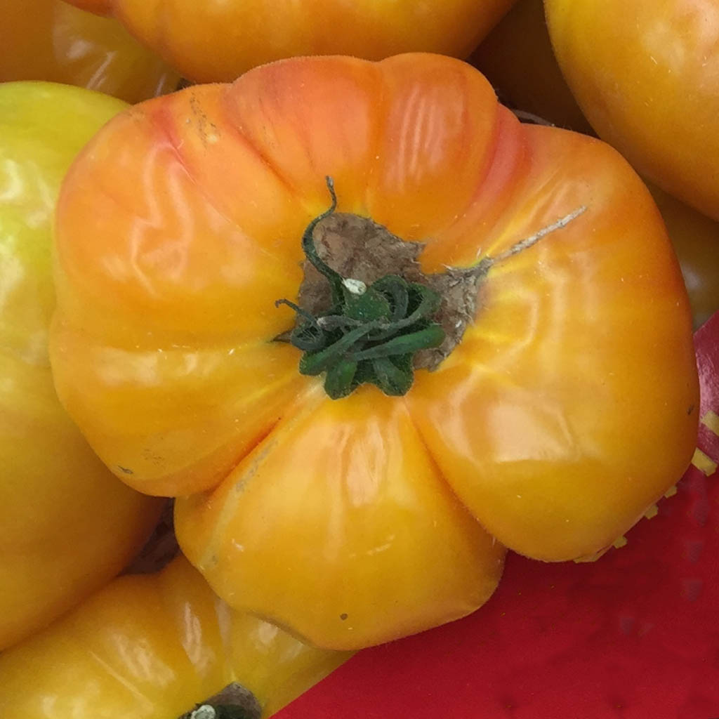 DWARF TOMATO - Caitydid - Lycopersicon esculentum