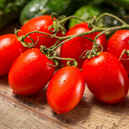 TOMATO - Cherry Roma  - Lycopersicon esculentum