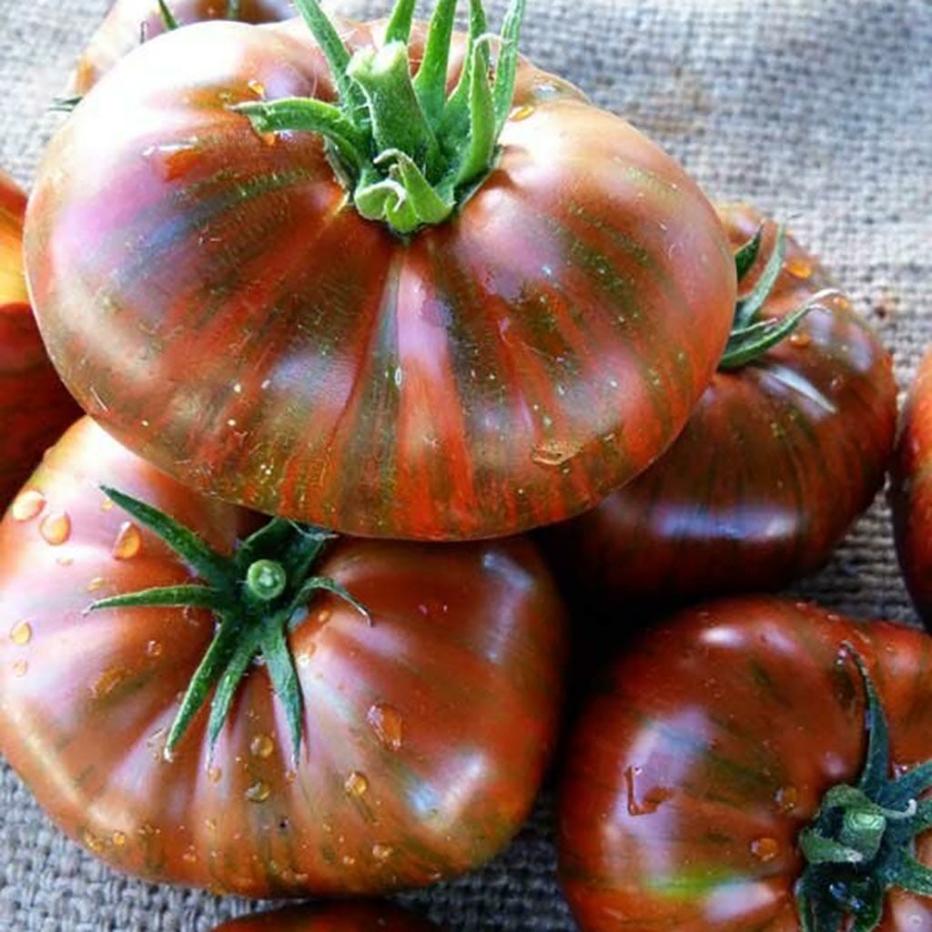 TOMATO - Chocolate Stripes - Lycopersicon esculentum