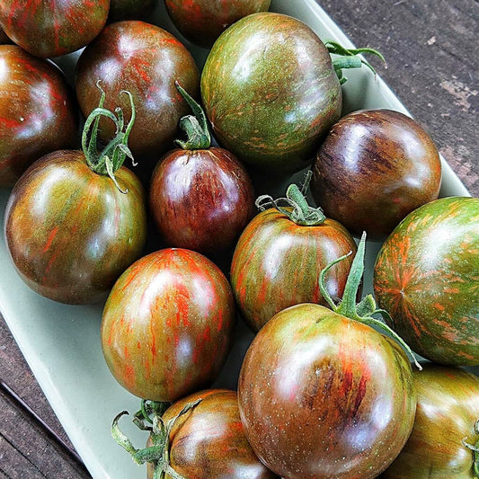TOMATO - Cosmic Eclipse  - Lycopersicon esculentum