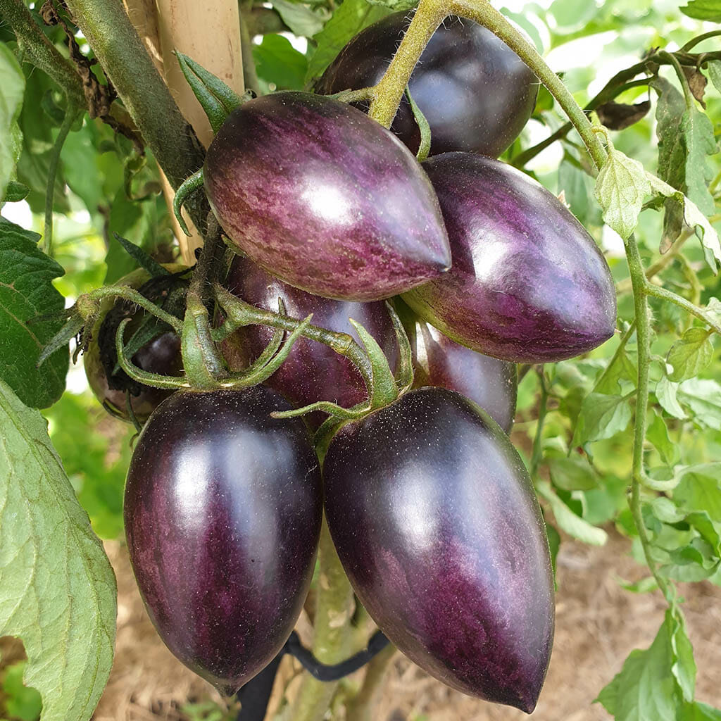 TOMATO - Cosmic Purple - Lycopersicon esculentum
