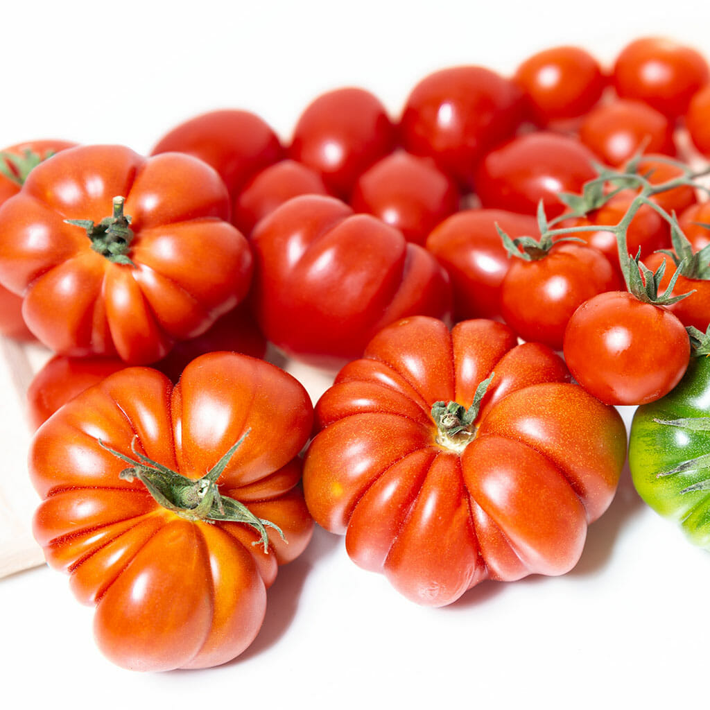 TOMATO - Costoluto Fiorentino - Lycopersicon esculentum