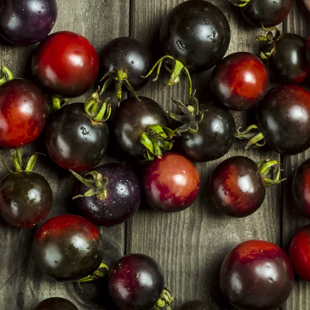 TOMATO - Dancing With Smurfs - Lycopersicon esculentum