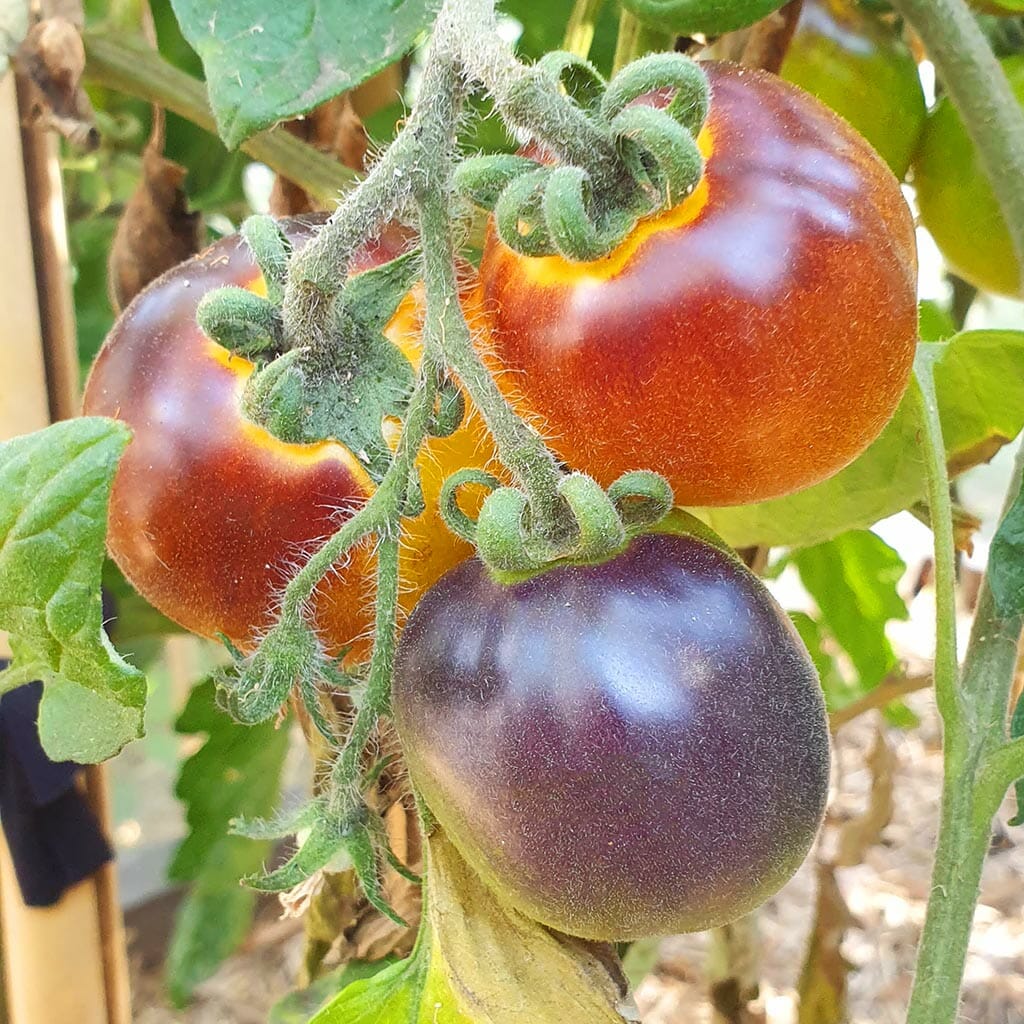 TOMATO - Elma Blues - Lycopersicon esculentum