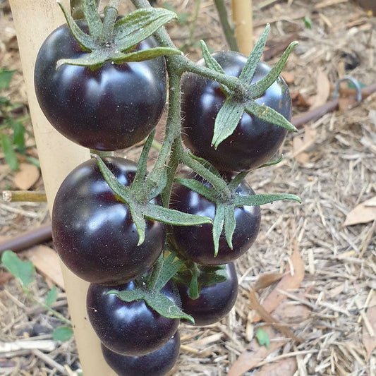 TOMATO - Fahrenheit Blues  - Lycopersicon esculentum