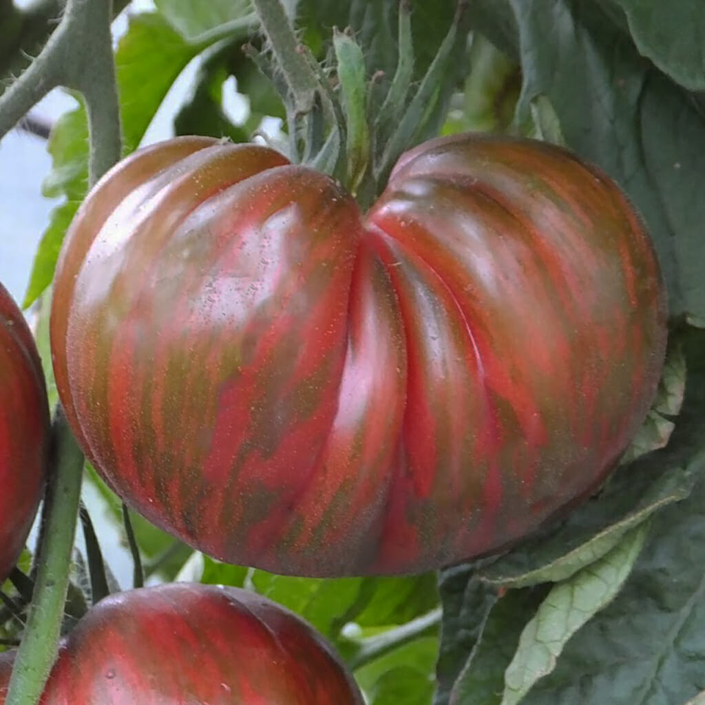 DWARF TOMATO - Fred's Tie Dye - Lycopersicon esculentum
