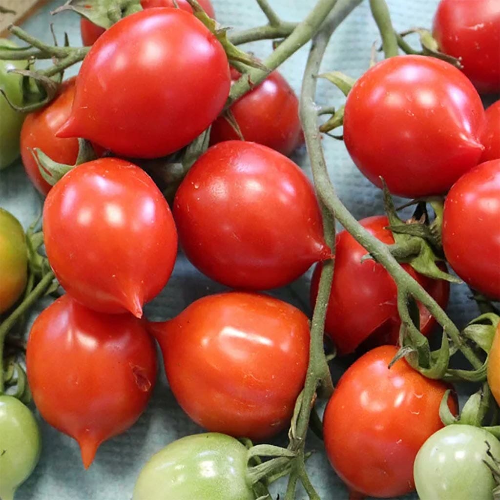 DWARF TOMATO - Geranium Kiss - Lycopersicon esculentum