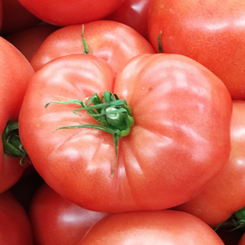 TOMATO - German Johnson - Lycopersicon esculentum