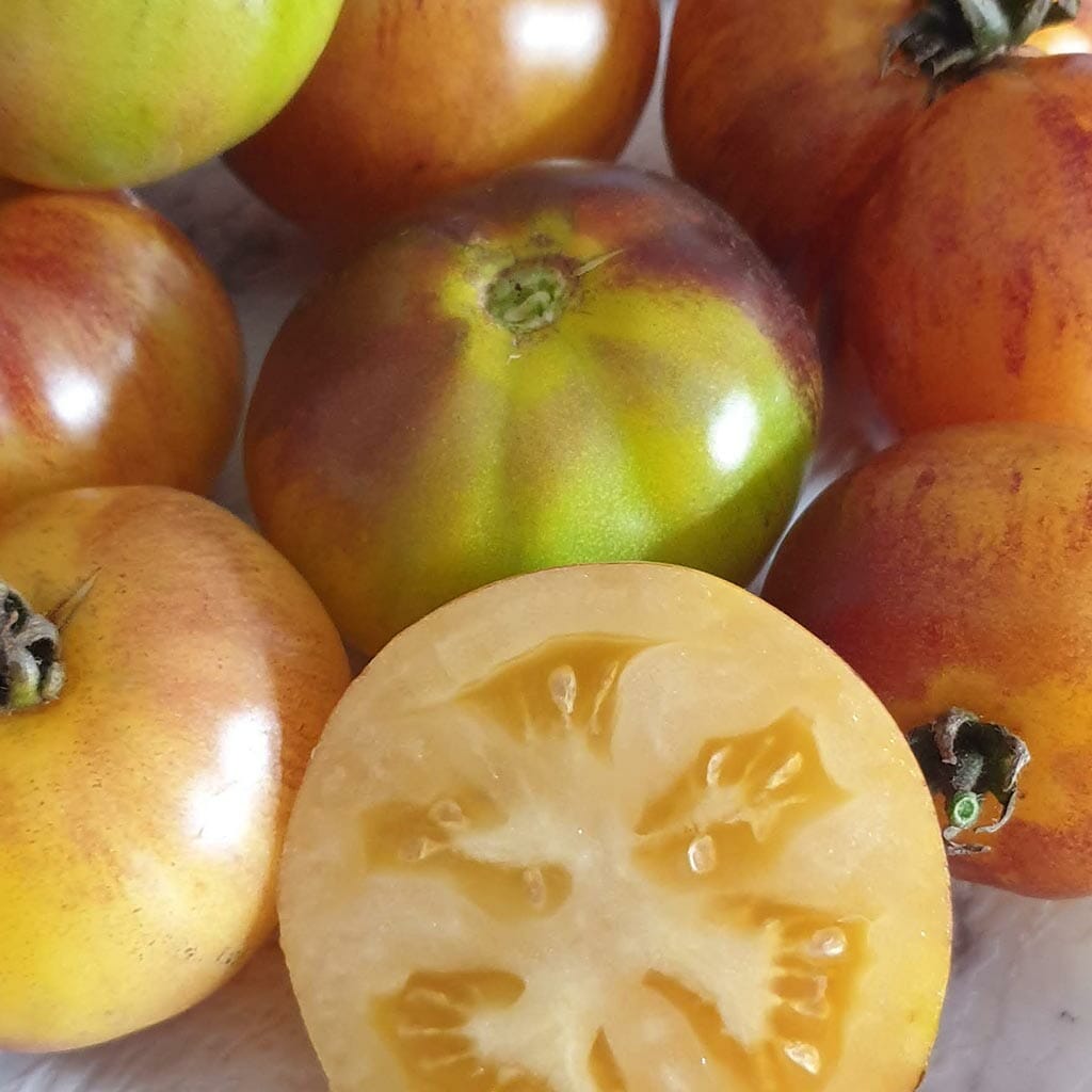 DWARF TOMATO - Gondwana Moon - Lycopersicon esculentum