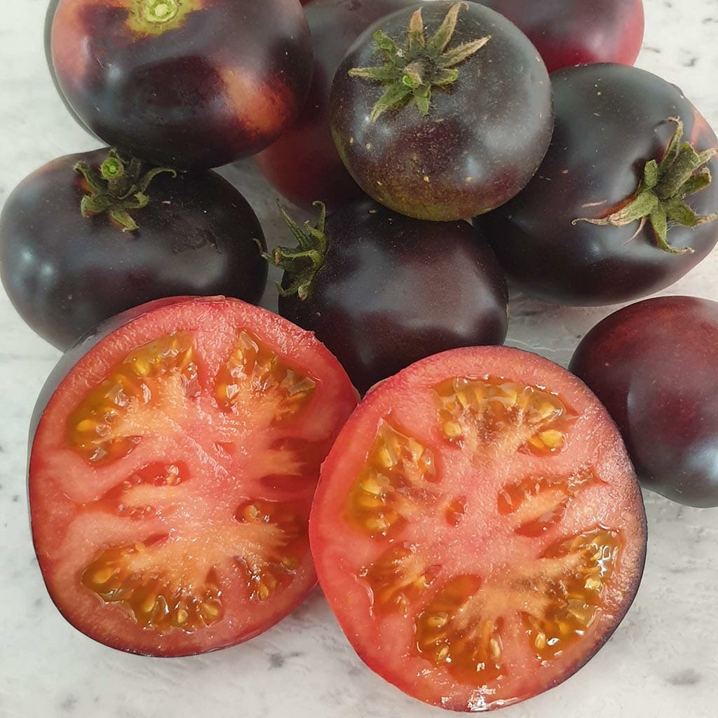 DWARF TOMATO - Gondwana Rose - Lycopersicon esculentum