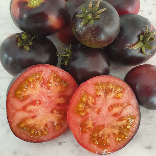 DWARF TOMATO - Gondwana Rose  - Lycopersicon esculentum