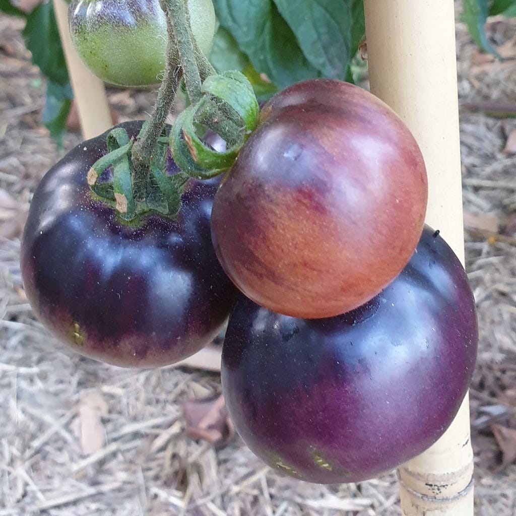 TOMATO - Indigo Apple - Lycopersicon esculentum