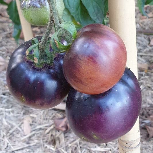TOMATO - Indigo Apple  - Lycopersicon esculentum