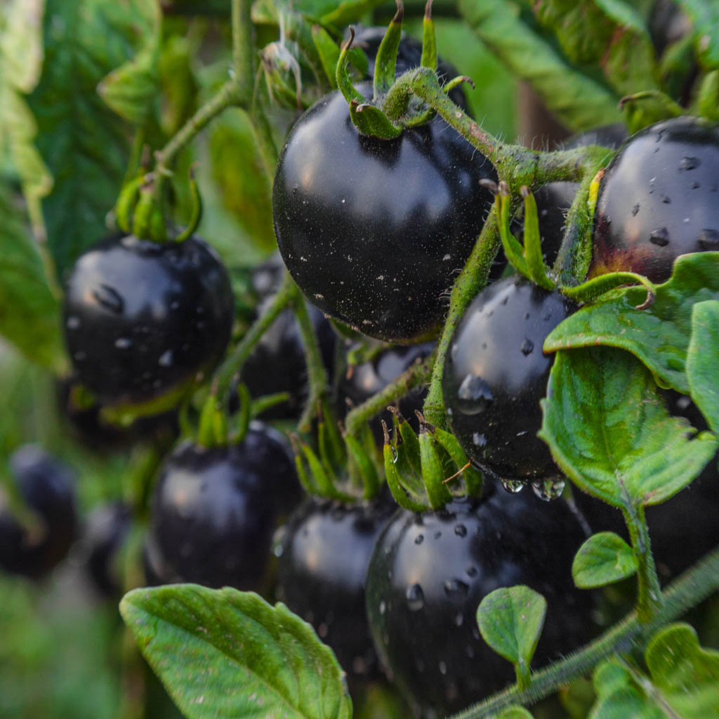 TOMATO - Indigo Rose - Lycopersicon esculentum