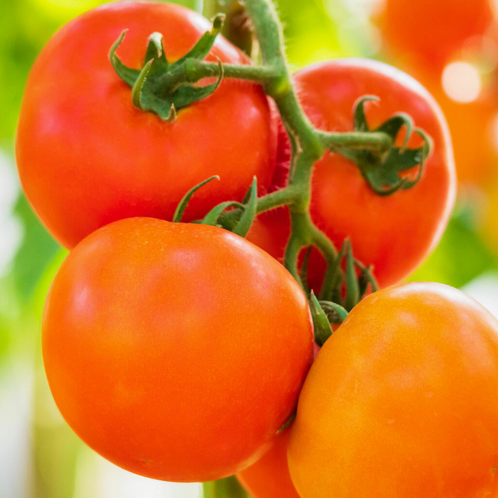 TOMATO - Juanne Flamme - Lycopersicon esculentum