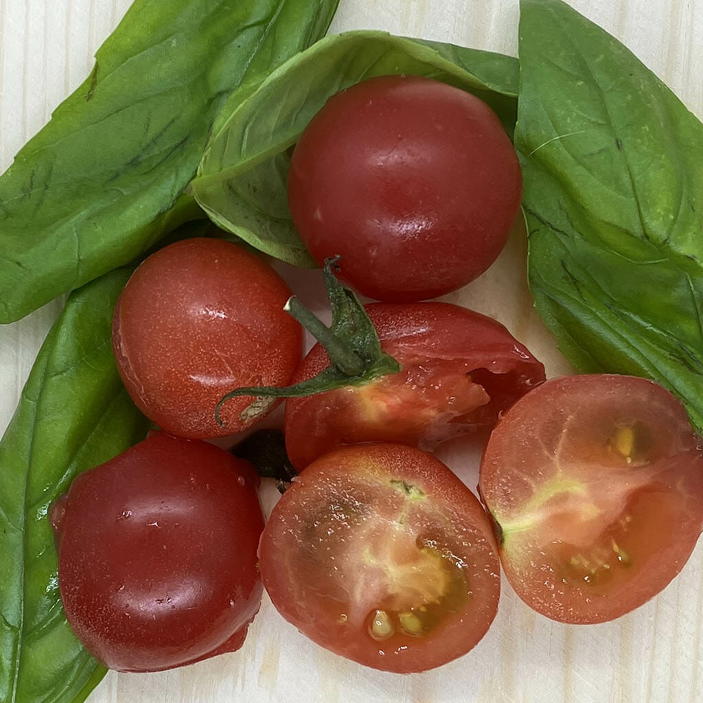 TOMATO - Karma Pink - Lycopersicon esculentum