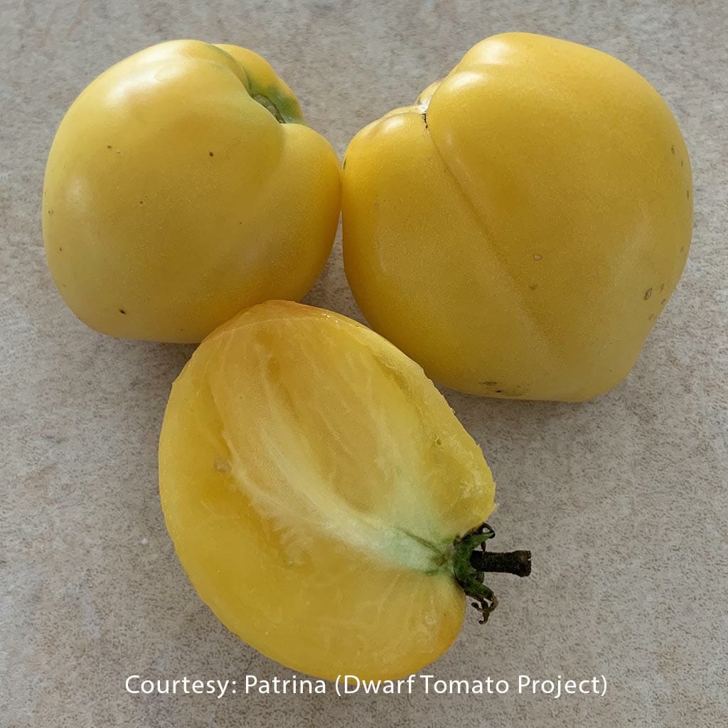 DWARF TOMATO - Lemon Ice - Lycopersicon esculentum