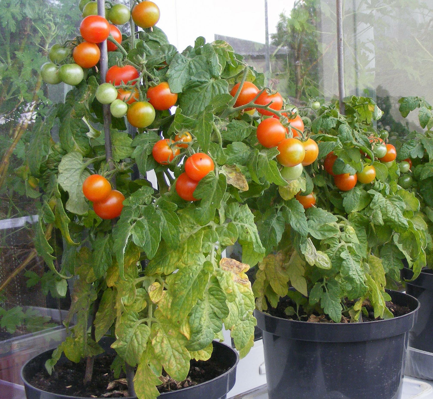 MICRO TOMATO - Little Red Riding Hood - Lycopersicon esculentum