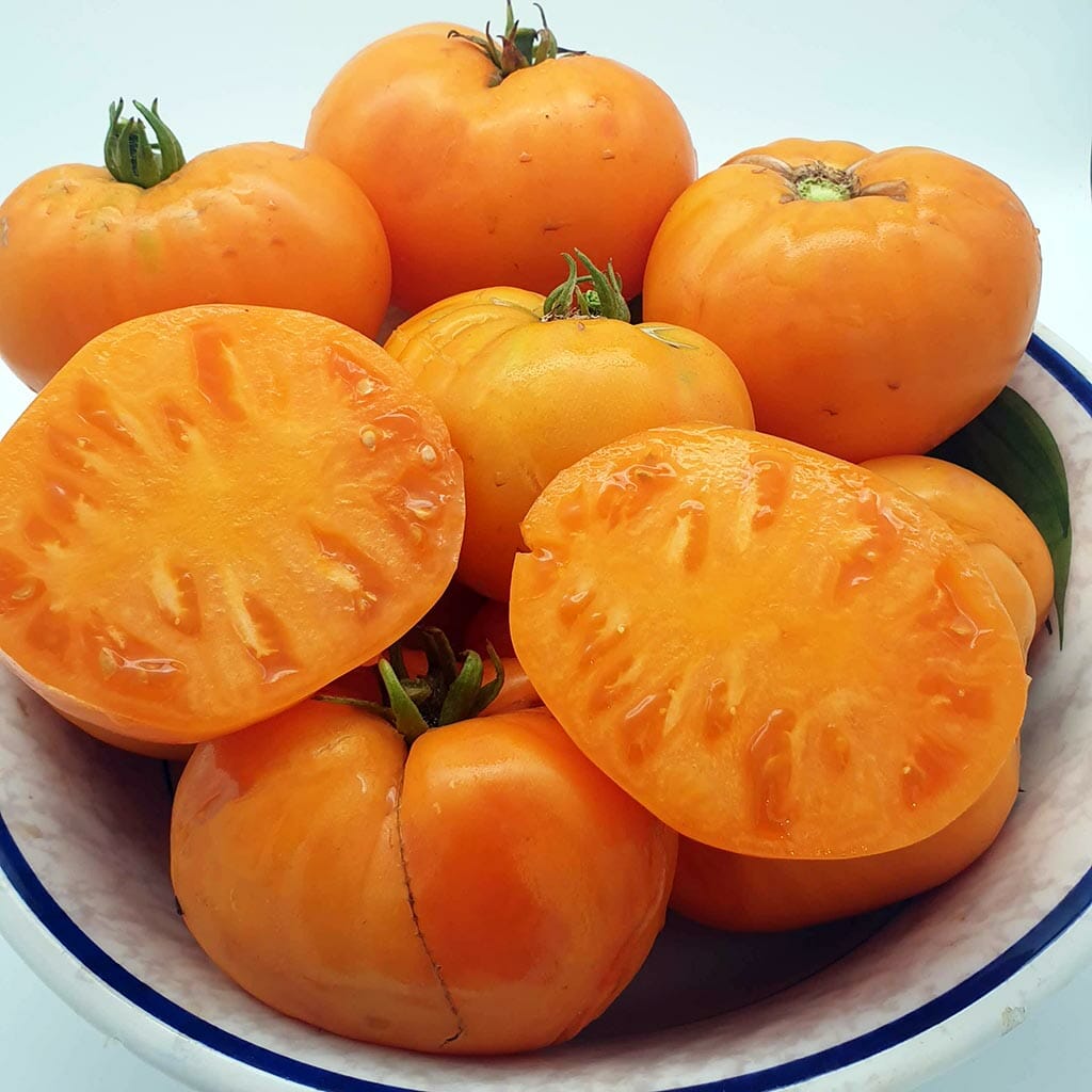 DWARF TOMATO - Loxton Lad - Lycopersicon esculentum