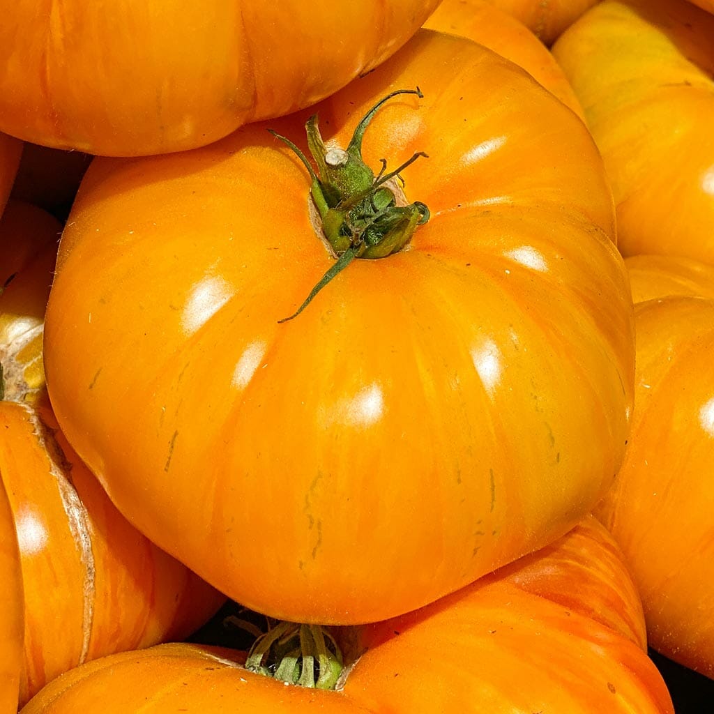 DWARF TOMATO - Loxton Lass - Lycopersicon esculentum