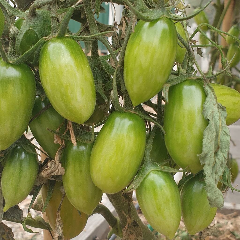 TOMATO - Lucky Tiger Green - Lycopersicon esculentum