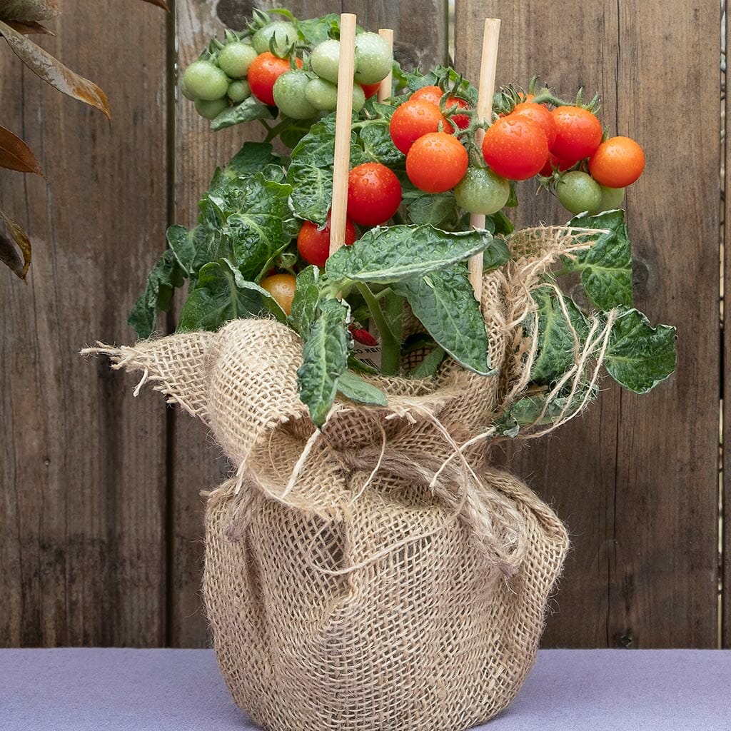 MICRO TOMATO - Micro Tom - Lycopersicon esculentum