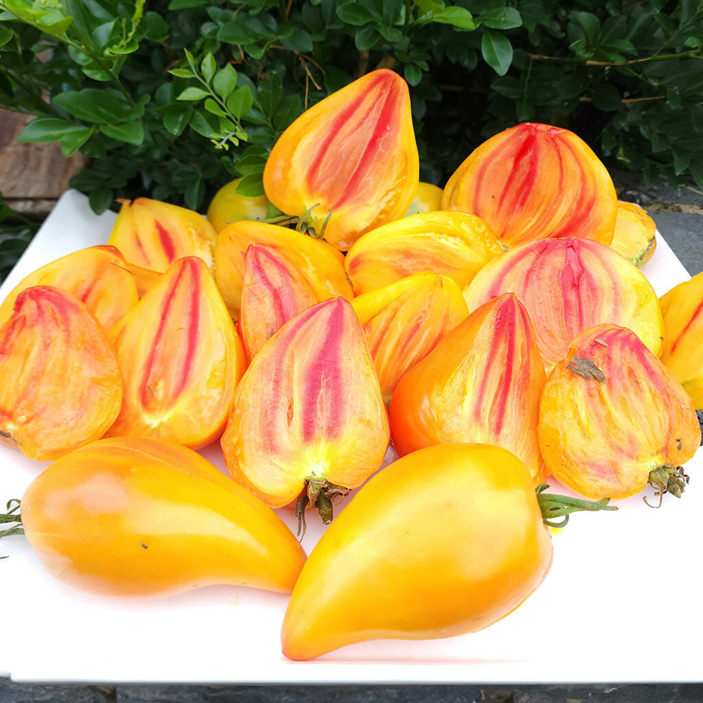 TOMATO - Midnight Sun - Lycopersicon esculentum