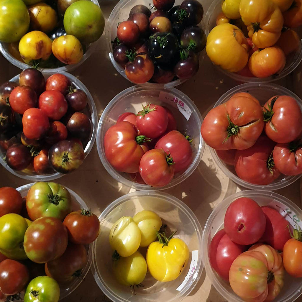 DWARF TOMATO - Mixed Dwarf - Lycopersicon esculentum