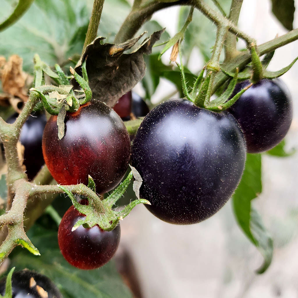 DWARF TOMATO - Mochas Cherry - Lycopersicon esculentum