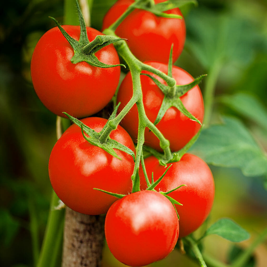 TOMATO - Moneymaker - Lycopersicon esculentum