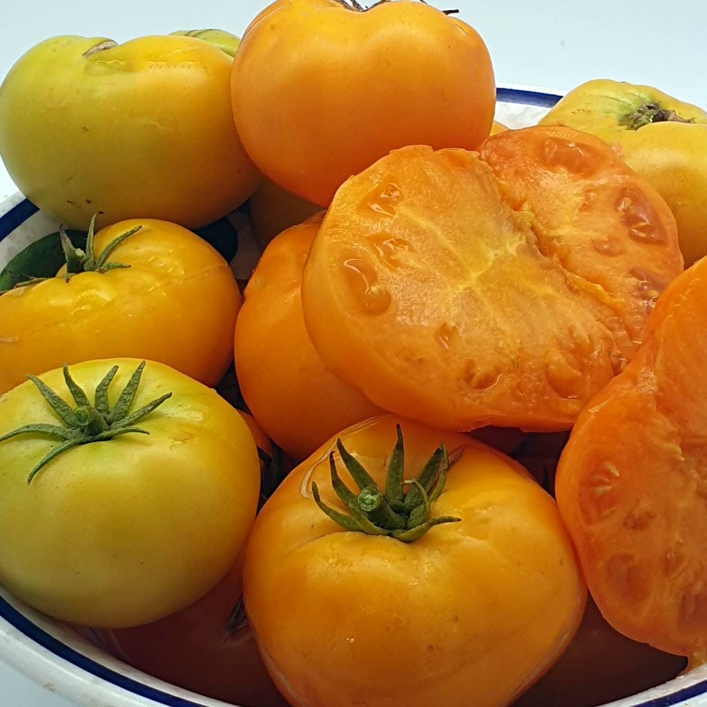 DWARF TOMATO - Orange Cream - Lycopersicon esculentum
