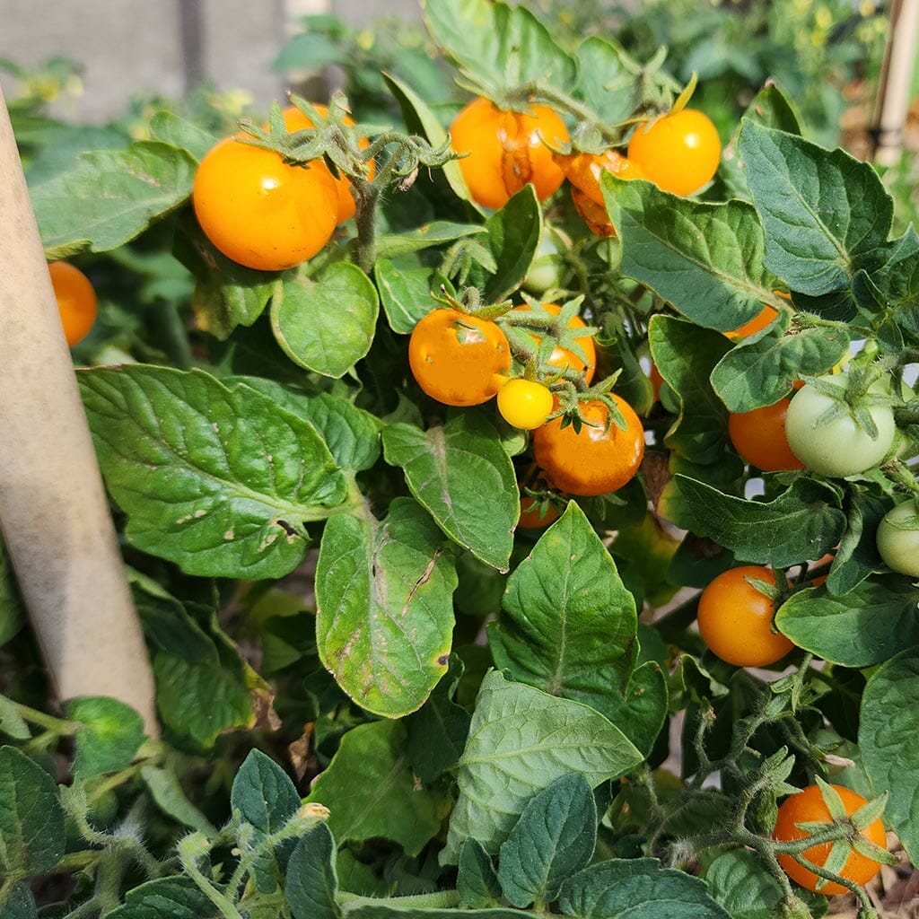 MICRO TOMATO - Orange Hat - Lycopersicon esculentum