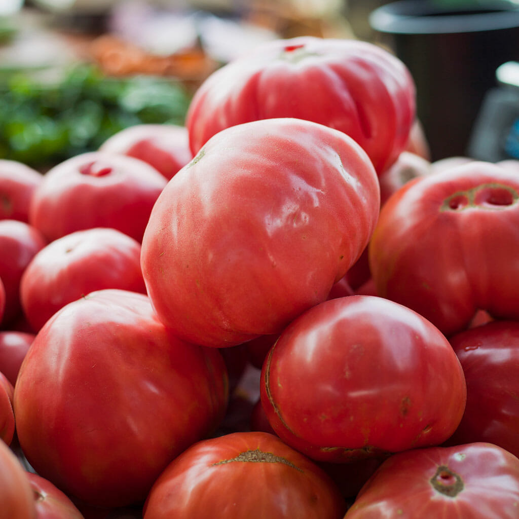 TOMATO - Oxheart Pink - Lycopersicon esculentum