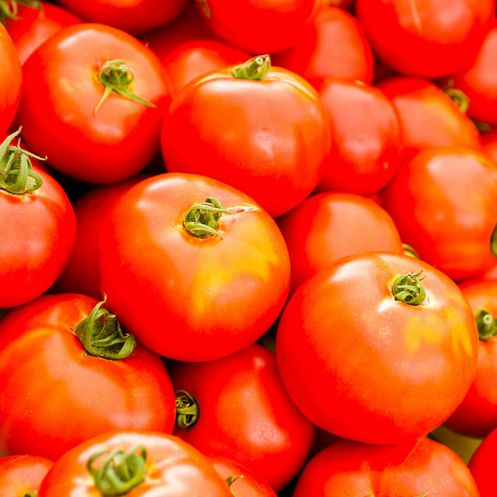 TOMATO - Peron - Lycopersicon esculentum
