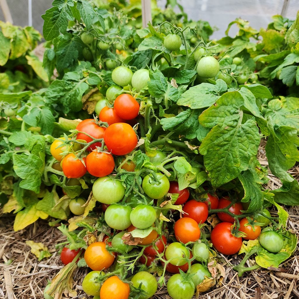 MICRO TOMATO - Pigmy - Lycopersicon esculentum