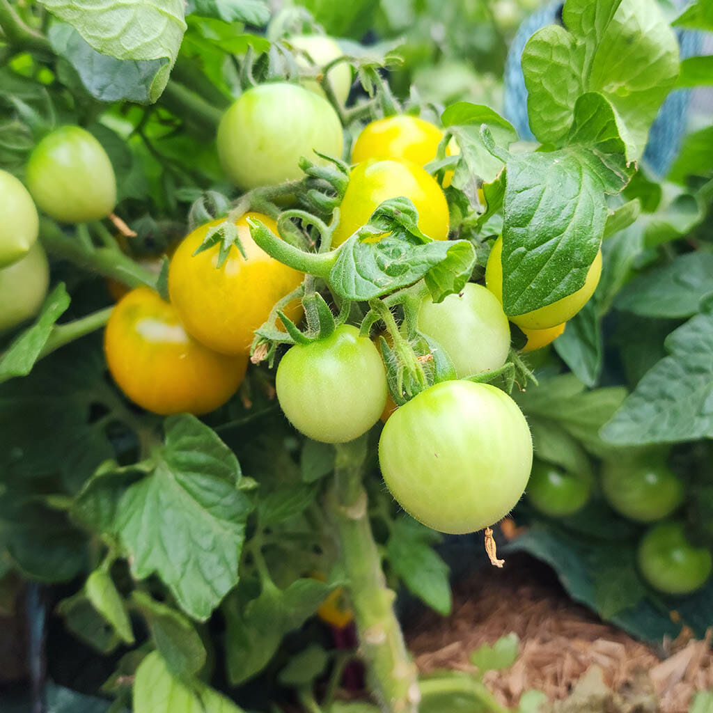 MICRO TOMATO - Pinoccho - Lycopersicon esculentum