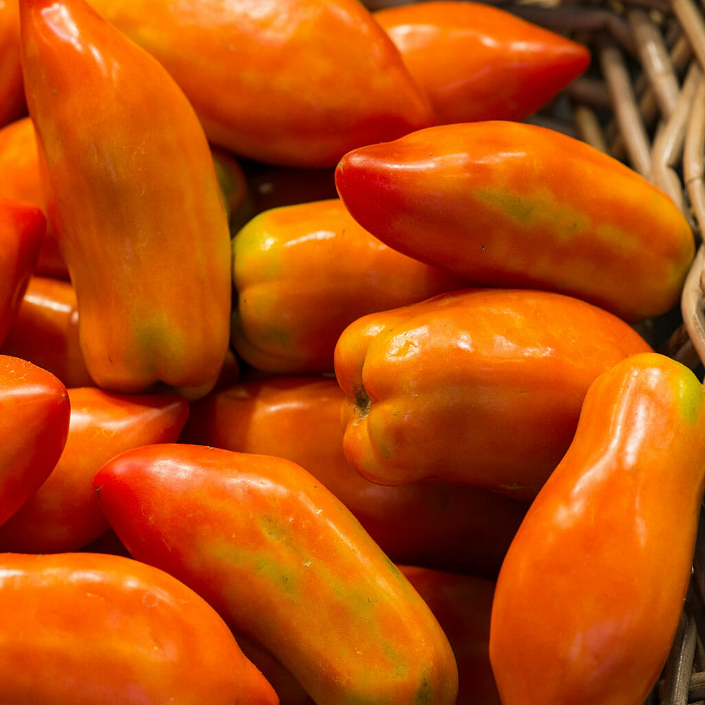 TOMATO - Rams Horn - Lycopersicon esculentum